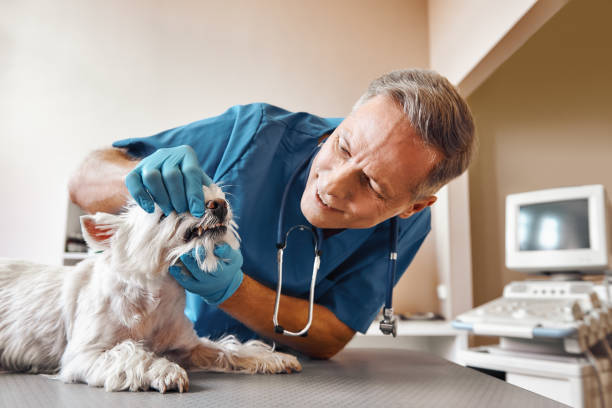 Best Emergency Tooth Extraction in Sweetser, IN